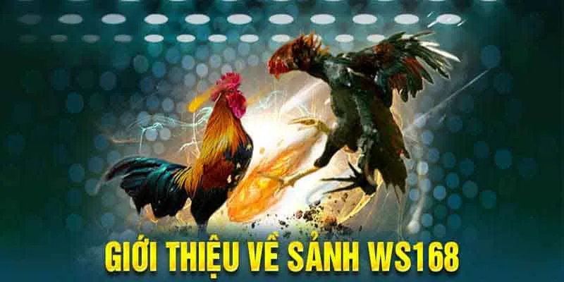 Sảnh đá gà WS168 uy tín và minh bạch cho người chơi giải trí